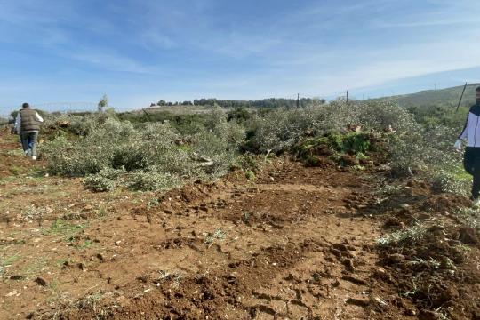 الاحتلال يقتلع عشرات أشجار الزيتون في بدّو وبيت إكسا شمال غرب القدس