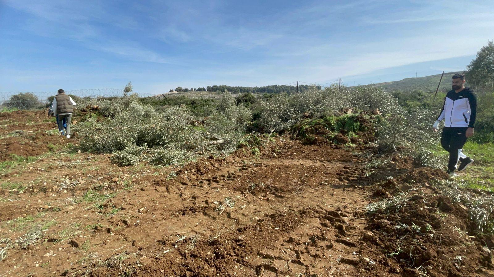 جرافات الاحتلال تجرف أراضي زراعية وتقتلع نحو 80 شجرة زيتون معمّرة بذريعة قربها من الجدار والحاجز العسكري