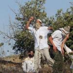 الاحتلال يمنع المزارعين من قطف الزيتون في أكثر من 25 ألف دونم بالضفة الغربية