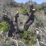 الاحتلال يقتلع مئات أشجار الزيتون شرق بيت لحم