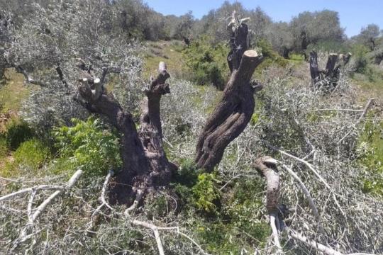 الاحتلال يقتلع مئات أشجار الزيتون شرق بيت لحم