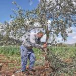 مفتي القدس يدعو لإخراج زكاة الزيتون بالتزامن مع موسم القطاف
