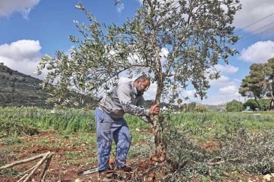 مفتي القدس يدعو لإخراج زكاة الزيتون بالتزامن مع موسم القطاف