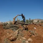 قوات الاحتلال تقتلع أشجار زيتون من رام الله