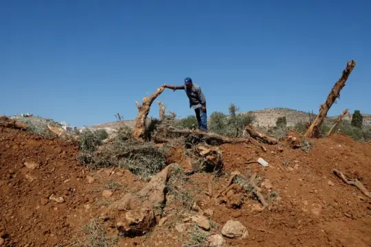 قوات الاحتلال تقتلع أشجار زيتون من رام الله