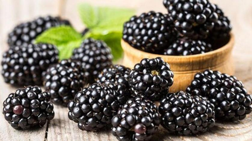 ما فوائد التوت البري والمخاطر الصحية؟