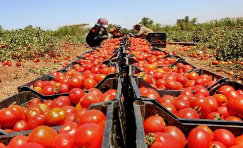 طالع أسعار الخضروات في أسواق قطاع غزة اليوم