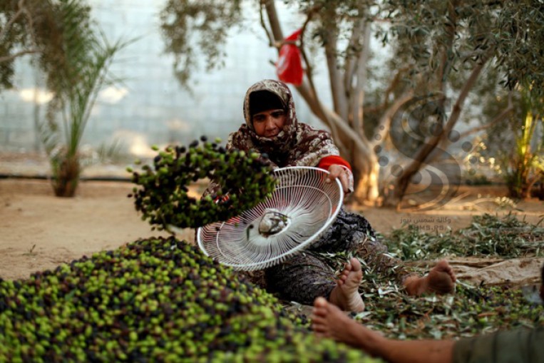 الزراعة بغزة: انخفاض إنتاج الزيتون للموسم الحالي بنسبة 65%