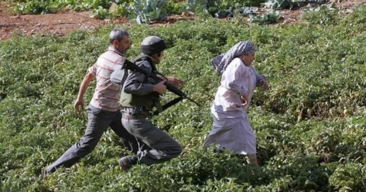 قوات الاحتلال تطرد مزارعاً من أرضه بالخليل