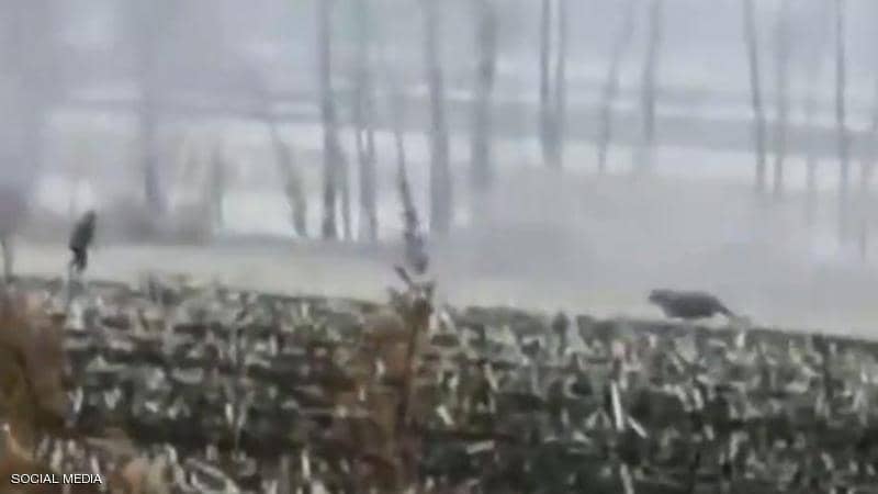 نمر سيبيري ينقض على فلاح ويهاجم سيارة بوحشية (فيديو)