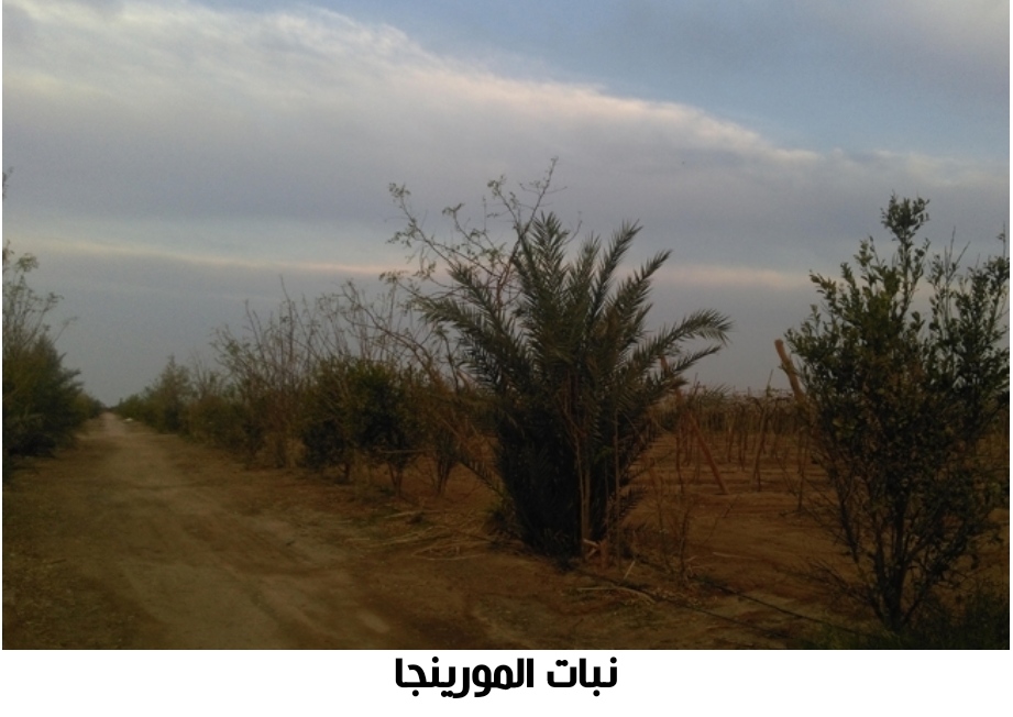 شجرة المورينجا المعجزة تعالج 300 مرض وتحافظ على سلامة الكبد