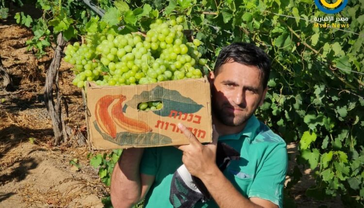 العنب اللابذري