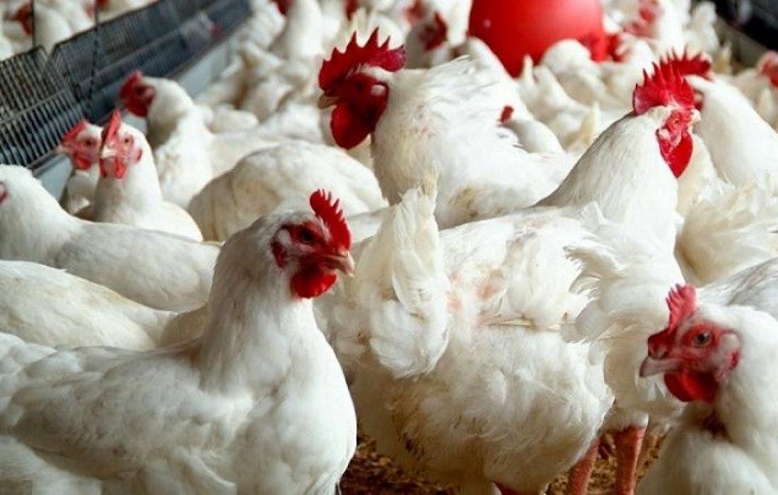 الحلو يوضح لمصدر أسباب ارتفاع أسعار الدجاج في غزة وموعد انخفاضها