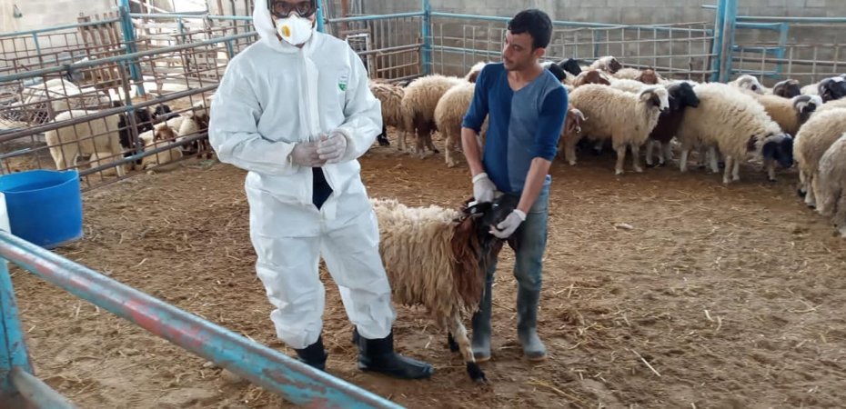 وزارة الزراعة تبدأ حملة التحصين ضد مرض "الحمى المالطية " للأغنام