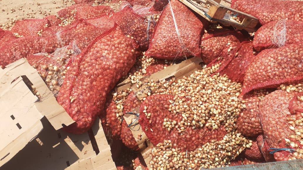 الزراعة الفلسطينية توضح تفاصيل إدخال شحنة بصل قنار تالفة لغزة