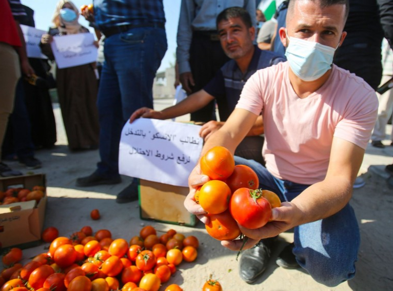 مزارعو غزة يحتجون على شروط الاحتلال لتصدير البندورة للضفة