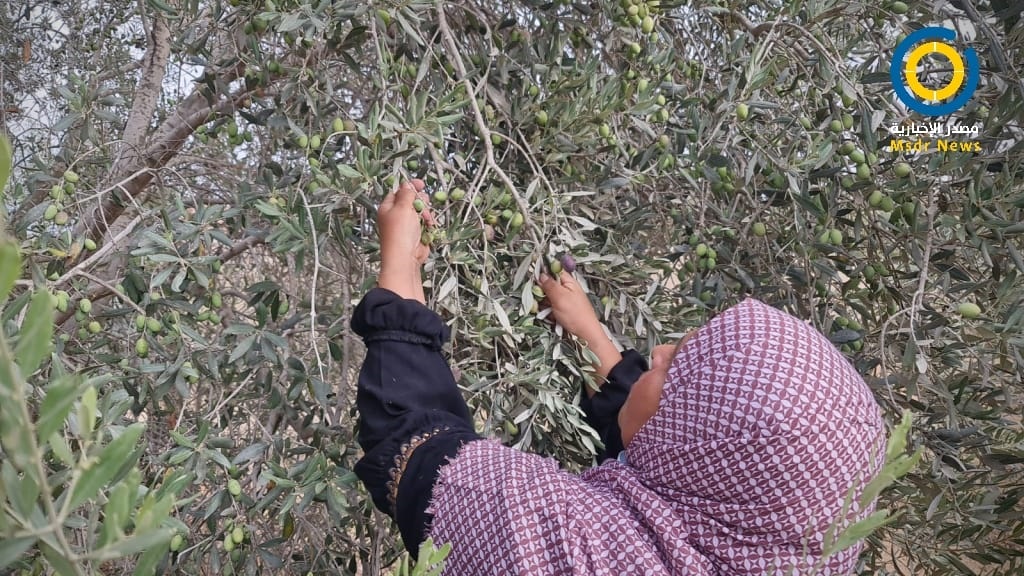 مفتي القدس يعلن مقدار زكاة الزيتون ويدعو المزارعين إخراجها لمستحقيها