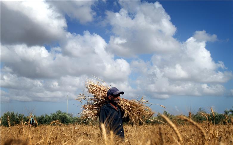 الزراعة لمصدر: المنطقة العازلة تحرم غزة 25% من الناتج الزراعي