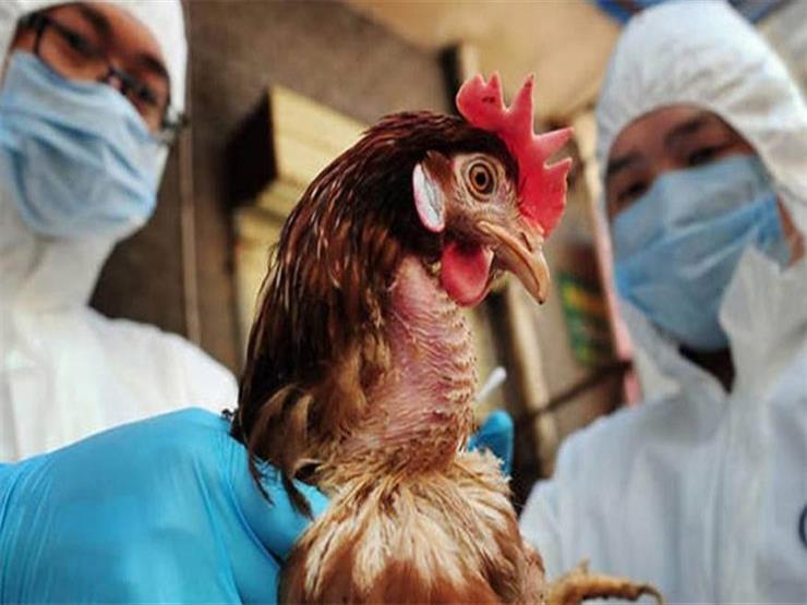 وزارة الزراعة لدى الاحتلال تعلن السيطرة على تفشي انفلونزا الطيور