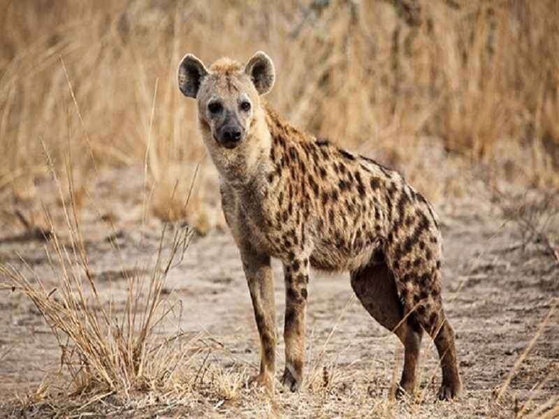 لأول مرة حول العالم.. اكتشاف إصابات بكورونا بين الضباع