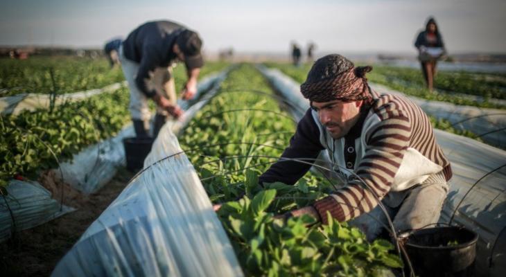 العمصي: القطاع الزراعي تكبد خسائر بلغت قيمتها مليون ونصف مليون دولار