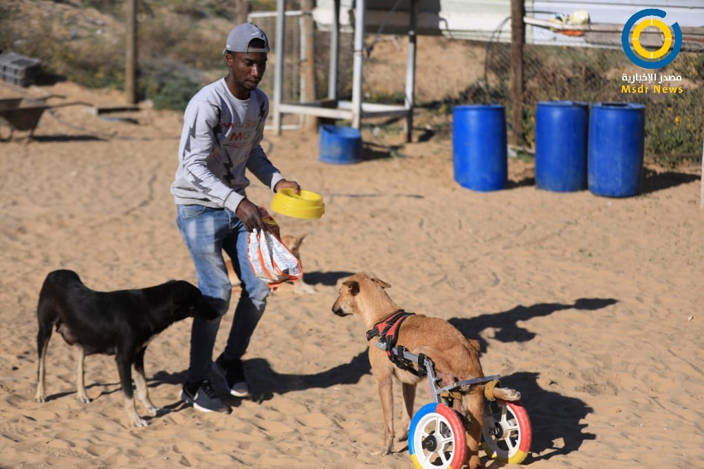 معدات لمساندة الكلاب المشلولة في غزة (صور)
