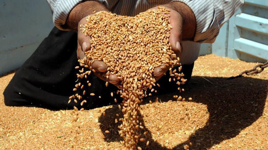 لمدة نصف سنة.. بيلاروسيا تحظر تصدير الحبوب من أراضيها