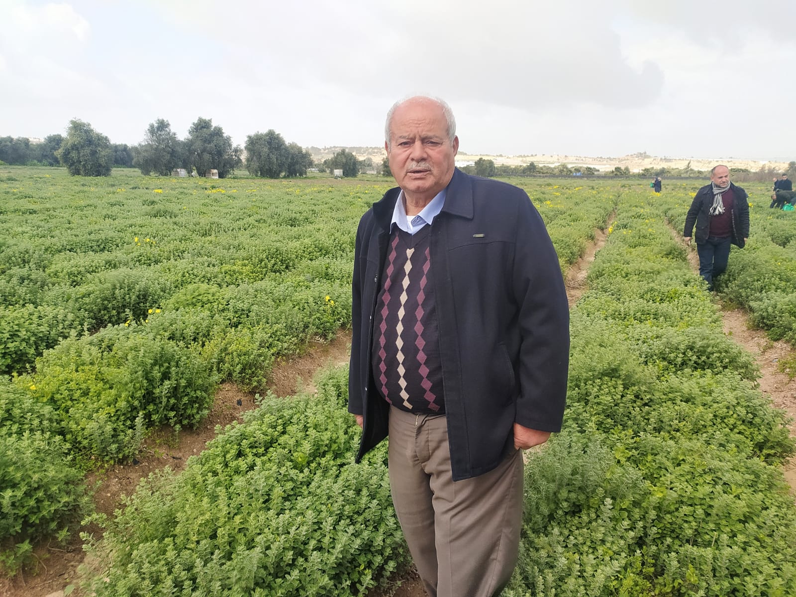 المزارع "فرينة" وسط مزرعة الزعتر