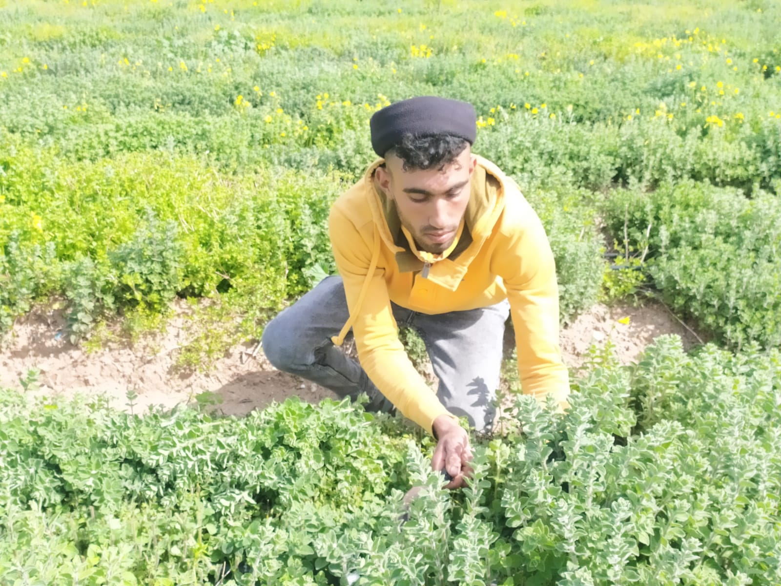 "الزعتر" في غزة بين شبح الاستيراد وآمال بالاكتفاء الذاتي