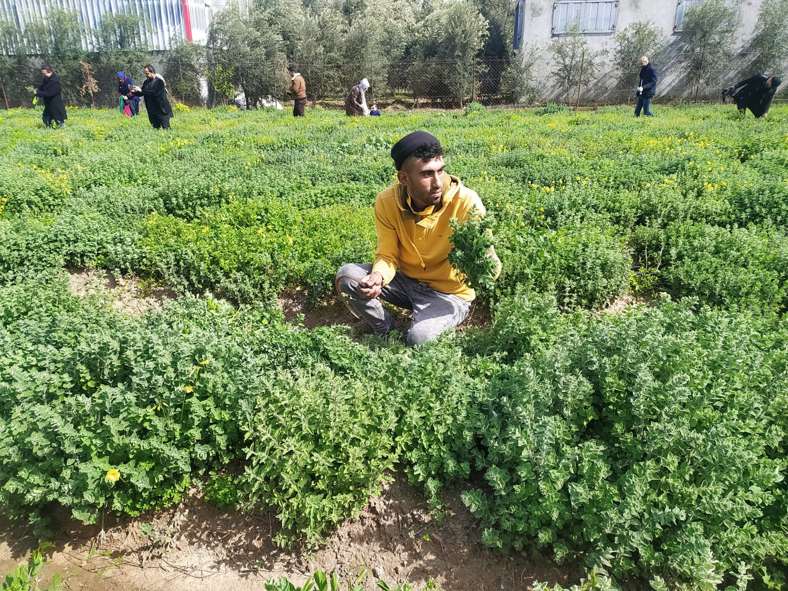 "الزعتر" في غزة بين شبح الاستيراد وآمال بالاكتفاء الذاتي