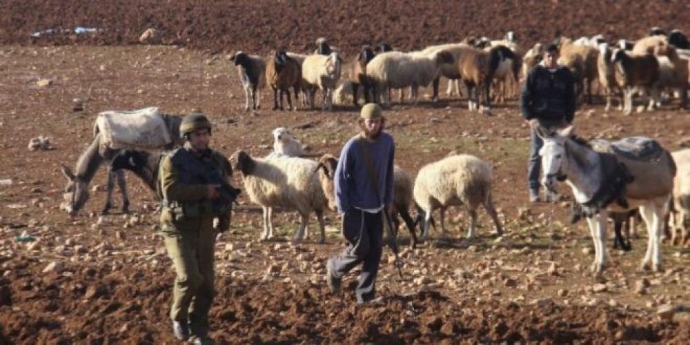 الخليل: مستوطنون يرعَون أغنامهم في الأراضي الزراعية بمسافر يطا