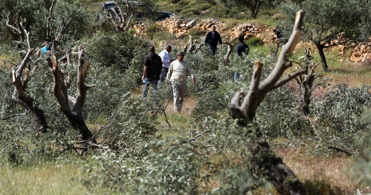 مستوطنون يعتدون على قاطفي الزيتون في  الخليل