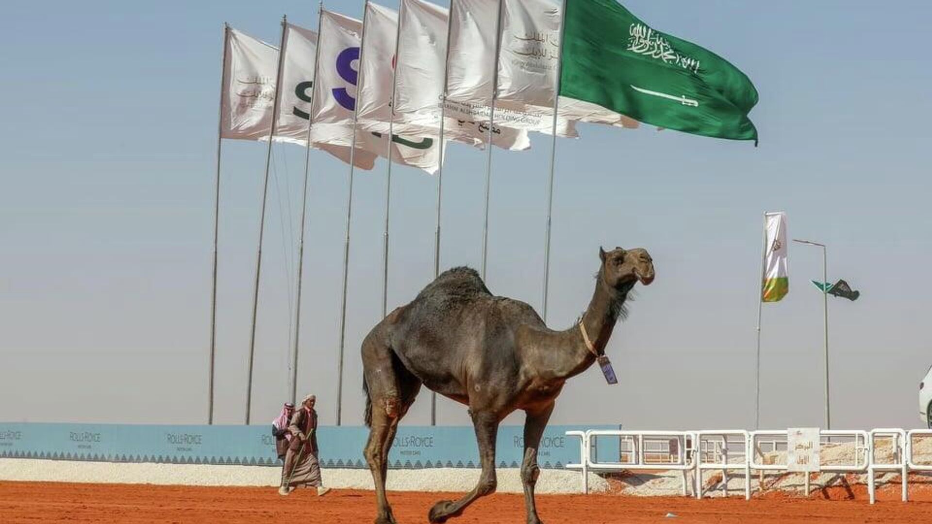 للمرة الأولى.. تعيين أول سفير في عالم الإبل بالسعودية