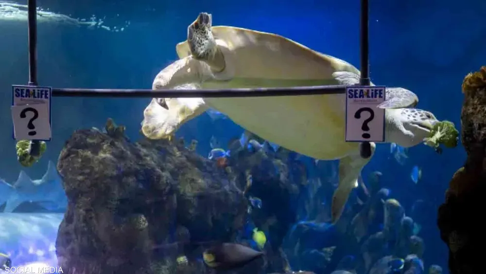 سلحفاة تتنبأ بنتيجة نهائي أبطال أوروبا.. هل تُصيب؟