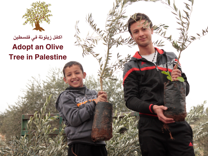 حملة اكفل زيتونة في فلسطين تفتح باب الانضمام إليها لدعم المزارعات
