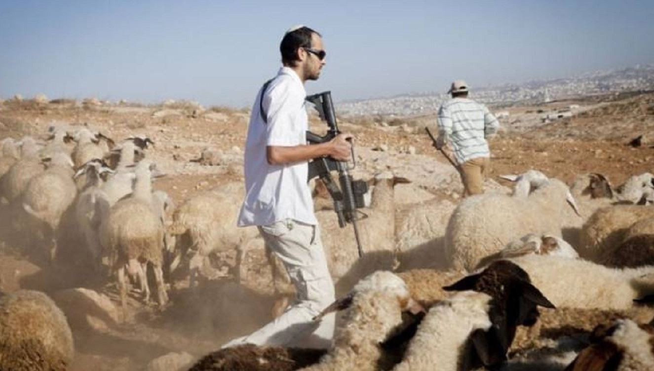 مستوطنون يسرقون ثلاثة رؤوس من الأغنام جنوب مدينة نابلس