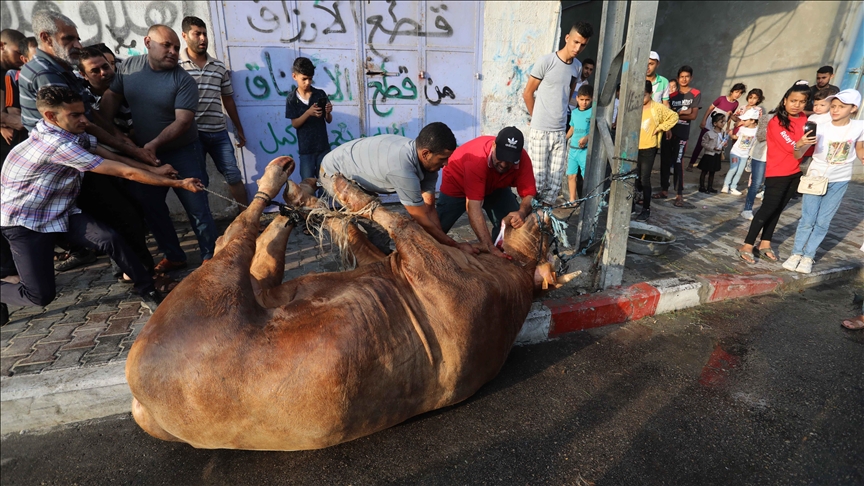 43 مصابًا خلال عملية ذبح الأضاحي في خان يونس