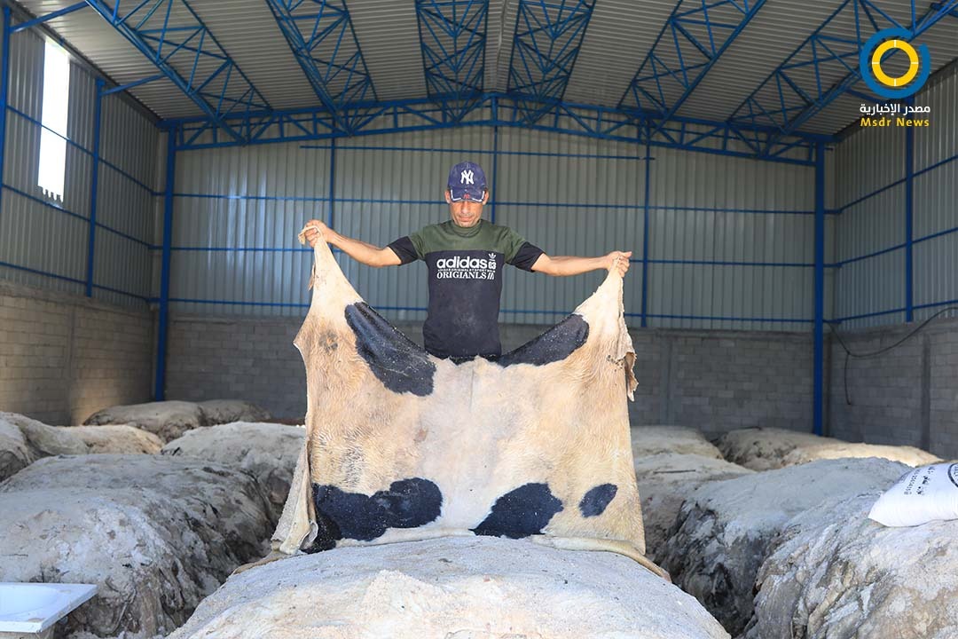 تصدير الجلود من غزة للخارج مهنة تنشط بعد عيد الأضحى (صور)
