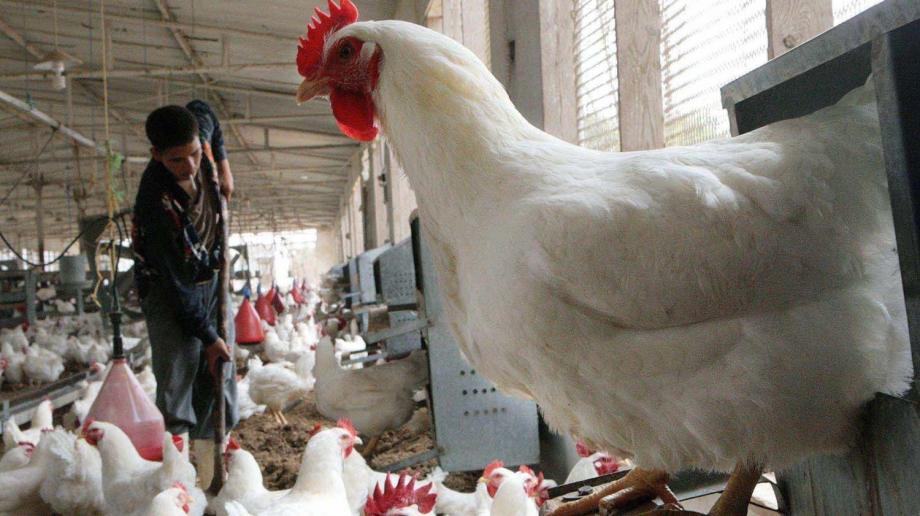 توجيهات مهمة للمزارعين لتجنب نفوق الدواجن إثر ارتفاع الحرارة