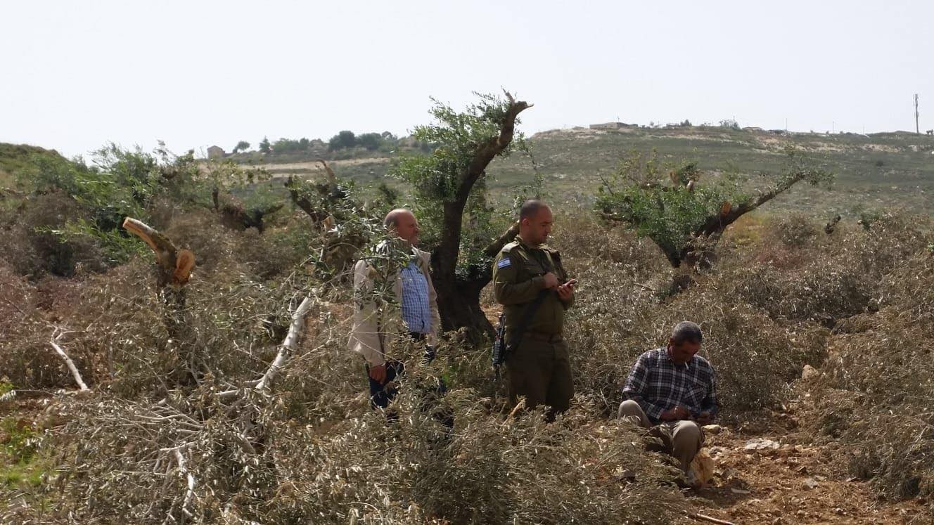 نابلس: مستوطنون يقتلعون 200 غرسة زيتون تعود لمواطنة فلسطينية