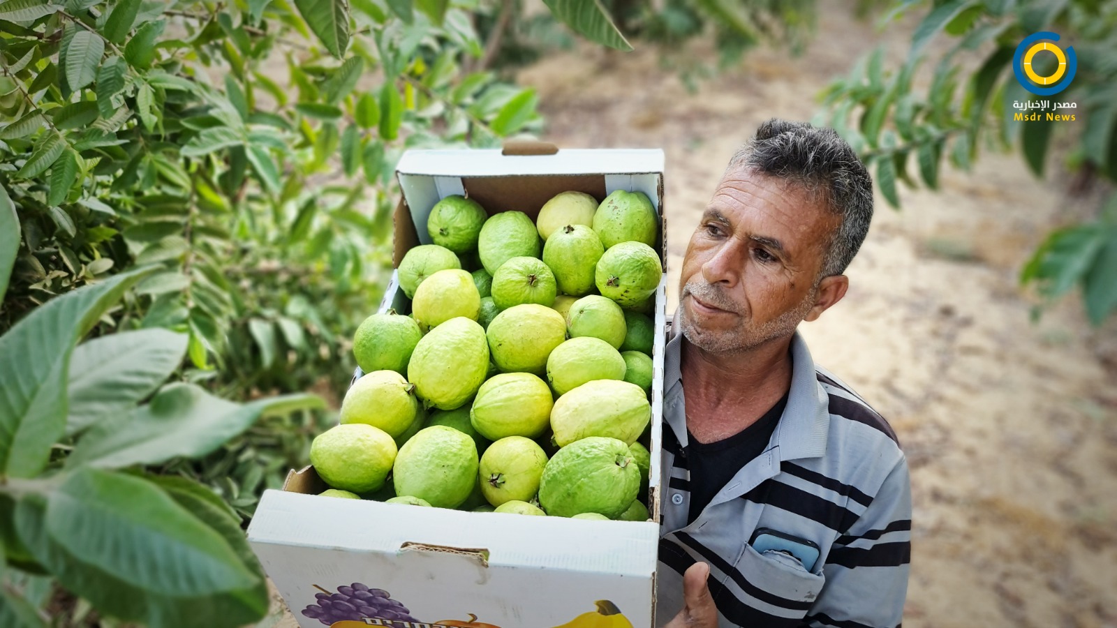موسم الجوافة في غزة