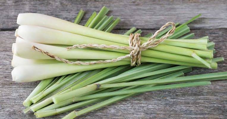 عشبة الإذخر.. ماهي وما أبرز فوائدها الصحية؟