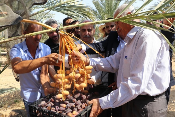 الموسم مُبشّر بالخير.. الزراعة تفتتح موسم التمور في أريحا والأغوار
