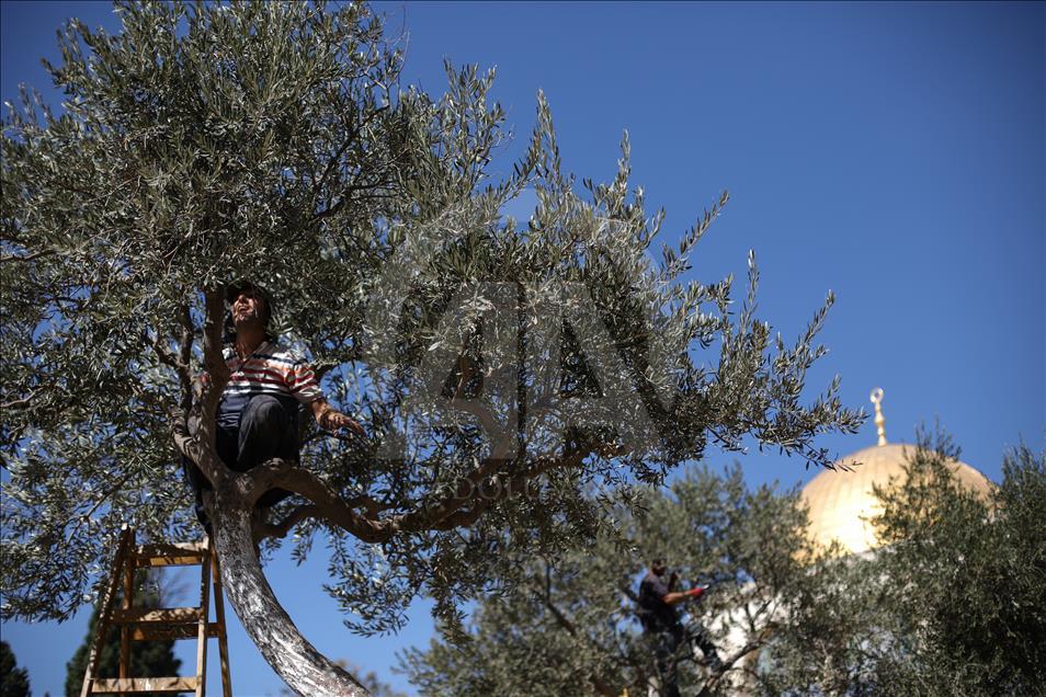 مفتي القدس يحث المزارعين على إخراج زكاة الزيت والزيتون