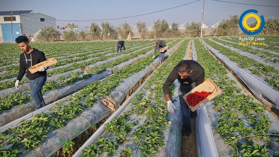 فراولة الذهب الأحمر