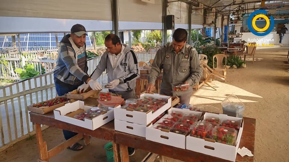 فراولة الذهب الأحمر