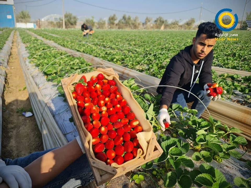 فراولة الذهب الأحمر