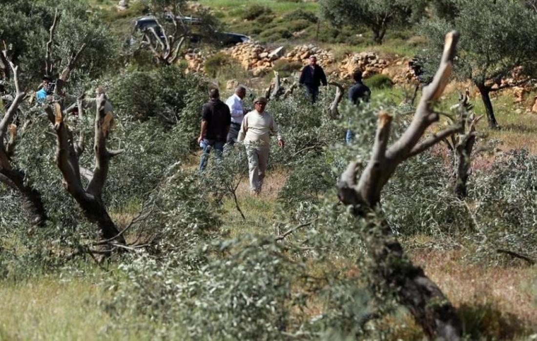 مستوطنون يستولون على أجزاء من أراضٍ وقفية شمال أريحا