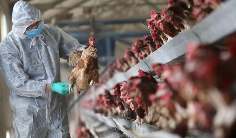 اليابان تستمر بإعدام الدجاج بسبب إنفلونزا الطيور