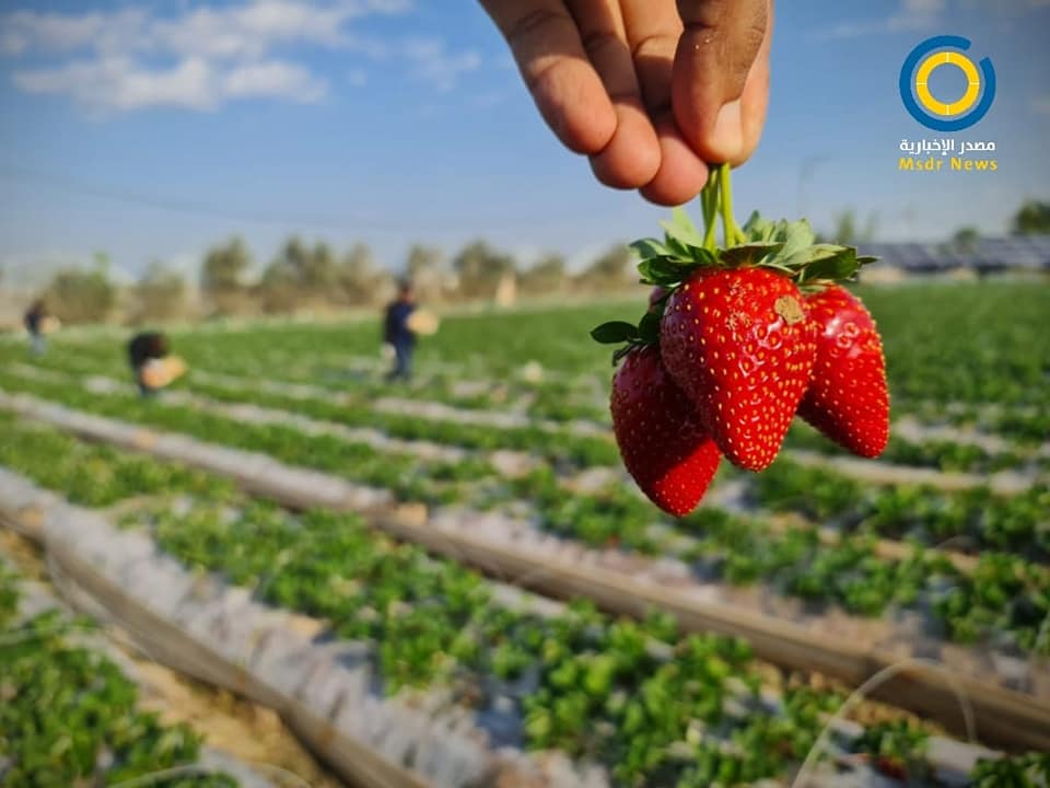الفراولة الذهب الأحمر يرى النور خارج غزة المحاصرة